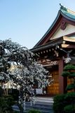 Someone elses flowering plum.