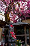 Yet another flowering plum.