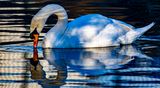 Swan-121.jpg