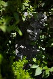 Statue at Airlie Gardens