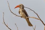 Southern red-billed hornbill