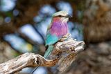 Lilac-breasted roller