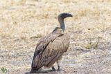 White-backed vulture