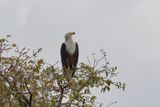 African fish eagle