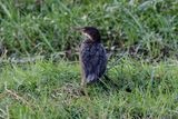 Reed cormorant