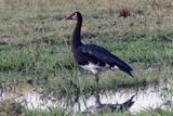 Spur-winged goose
