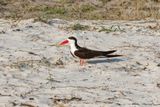 African skimmer