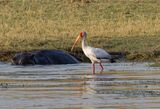 Yellow-billed stork
