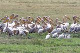 Great white pelicans