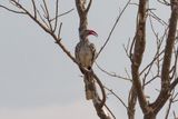 Southern red-billed hornbill