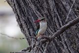 Brown-hooded kingfisher