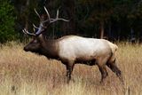 Bull Elk near Fishing Bridge.jpg