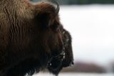 Bison Heads.jpg