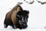 Bison Snow Plow.jpg
