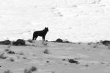 Wolf on the Hill Black and White.jpg