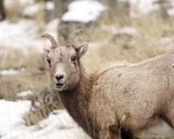 Young Bighorn.jpg
