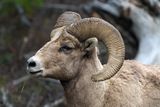 Bighorn Closeup.jpg