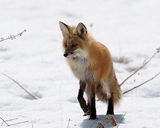 Fox at Baronet.jpg