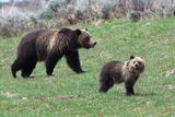 Mama and Cub.jpg