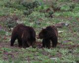 Raspberry and Jam Looking for Breakfast.jpg