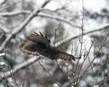 Flying Great Grey Owl.jpg