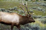 Bull Elk Profile.jpg
