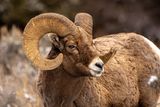 Bighorn Looking right.jpg