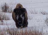 Buffalo Head On.jpg