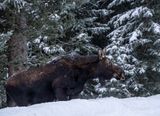 Cow Moose on the roadside.jpg