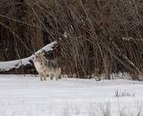 Coyote at the Confluence.jpg