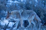Coyote by the Road.jpg