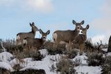 Deer on the hill.jpg