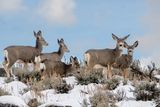 Deer on the Hillside.jpg
