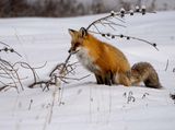 Fox on the Watch.jpg