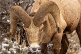 Ram Curl.jpg