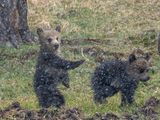 Grizzly Cubs in the Snowstorm.jpg