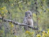 Great Grey Owl Near Fishing Bridge in the Snow Flurries.jpg