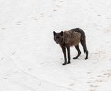 Black Wapiti Lake pack wolf standing on the snowy hillside.jpg