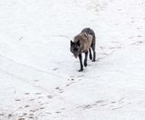 Black Wolf on the path through the snow.jpg