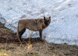 Brindle Wolf by the Snow bank.jpg