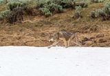 Grey Wapiti Lake pack wolf running through the snow.jpg