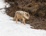 Grey Wapiti wolf loping on the snow.jpg