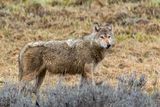 Grey wolf staring across the valley.jpg