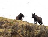 Two Black Wapiti Lake Pack Wolves on the Hill.jpg