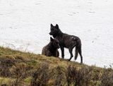 Two black Wapiti Lake pack wolves on the hilltop looking out across the Hayden Valley.jpg