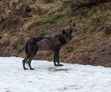 Wapiti Lake pack black wolf on the snow by the hillside.jpg