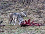 Wapiti Lake pack two grey wolves on an elk carcass at Alum Creek.jpg