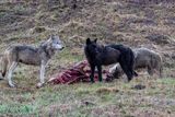 Wapiti Lake pack wolves on an elk kill at Alum Creek.jpg