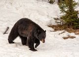 Black bear in the snow May 11.jpg