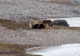 Three Wolves on a Bison in the Lamar River May 11.jpg